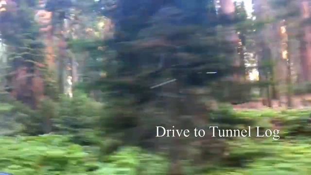 Must see places in SEQUOIA NATIONAL PARK & Drive to TUNNEL LOG смотреть онлайн