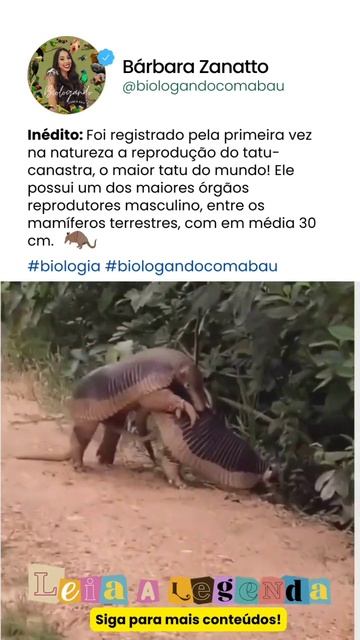 Inédito: acasalamento de tatu-canastra em vida livre é flagrado pela primeira vez! Veja vídeo 👆🏽 смотреть онлайн
