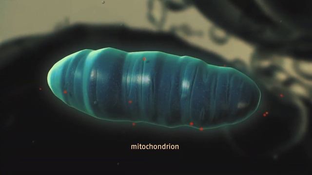 जानवर जो बिना OXYGEN के ज़िंदा रहे सकता हैं | Animal That Can Live Without OXYGEN смотреть онлайн