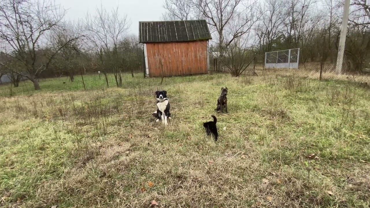 Железная выдержка с котом/ Питбуль и Дворянин смотреть онлайн