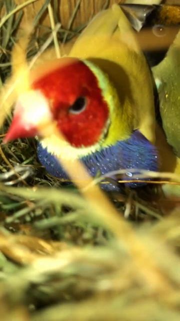 Yellow and Green Back Gouldian Finches || Nest Box || Colorful Birds || Incubation смотреть онлайн