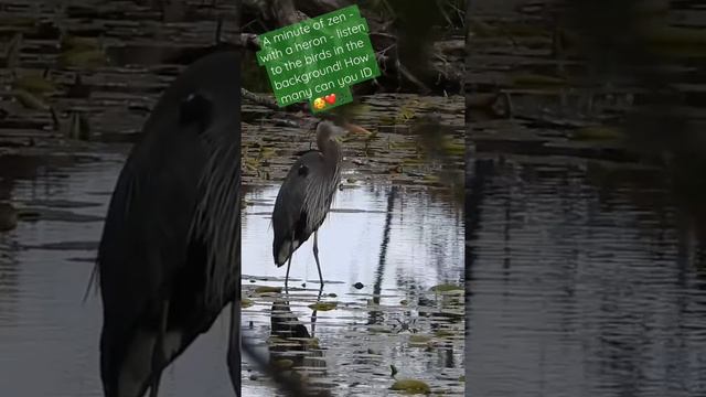 Minute of zen - turn your sound up! #vanbirdparty #birds #heron #naturetherapy #birdsong #wildlife смотреть онлайн