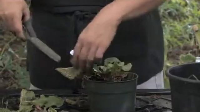 How to Grow Streptocarpus смотреть онлайн