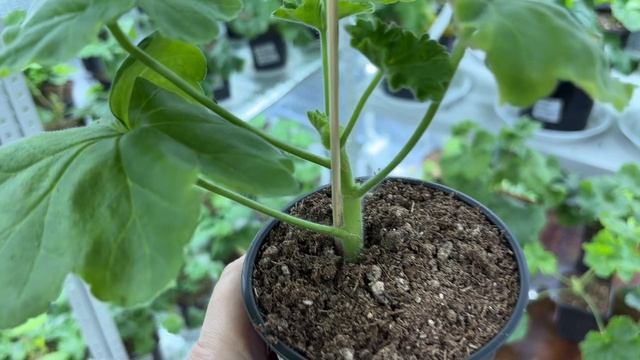 ПРИЩИПКА ПЕЛАРГОНИЙ - зачем, когда и каким образом? смотреть онлайн