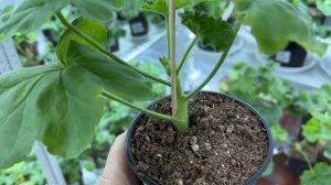 ПРИЩИПКА ПЕЛАРГОНИЙ - зачем, когда и каким образом?