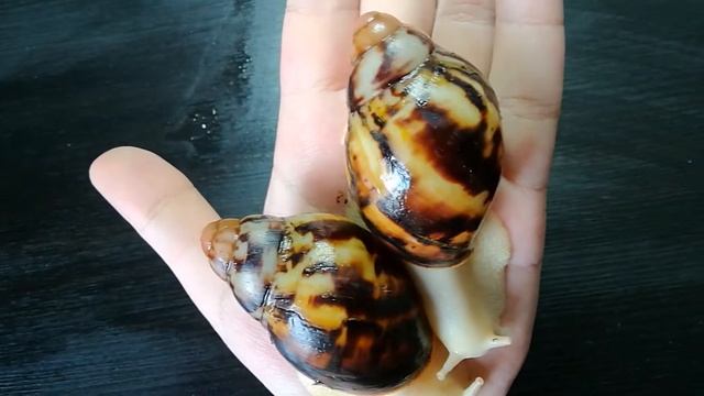 Archachatina marginata egregia albino body смотреть онлайн