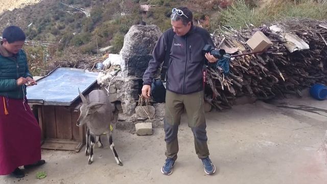 Ласковый "олень"... :) баран... смотреть онлайн