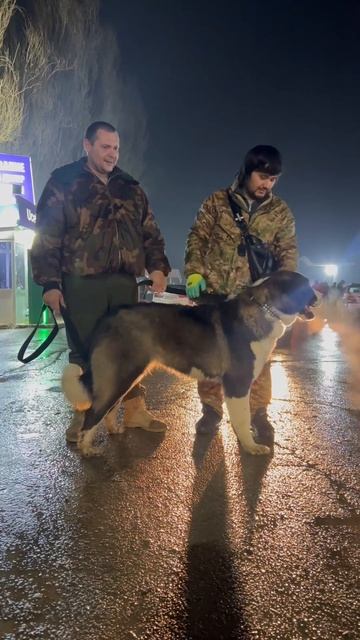 Пополнение в нашем Питомнике Принц дочь Карабаса Чемпиона СНГ смотреть онлайн