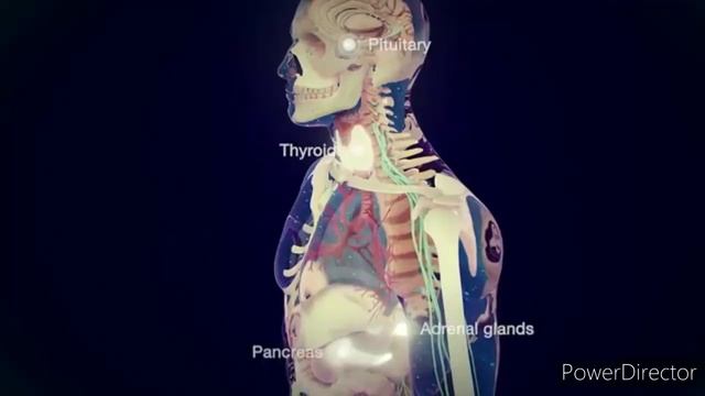 Testosterone Vs Estrogen 💕And Uses of Estrogen and Testosterone For Our Health and Body conditions смотреть онлайн