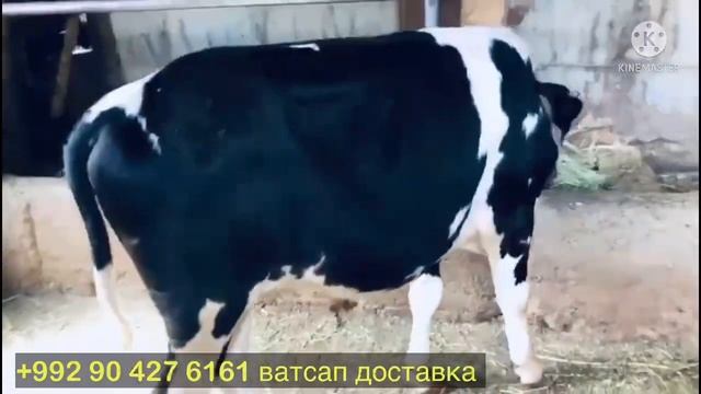 Срочно фруши 11 сентября 2021 г. смотреть онлайн