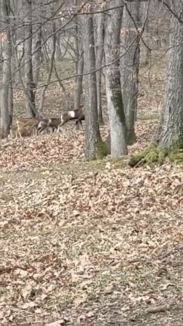 #lov #hunting #wildlife #hunterxhunter #muflon #mouflon #охота #муфлон #hunter смотреть онлайн