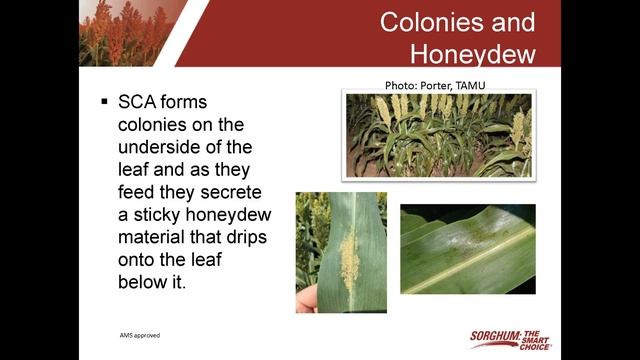 Sugarcane Aphid Management 1 - Biology смотреть онлайн