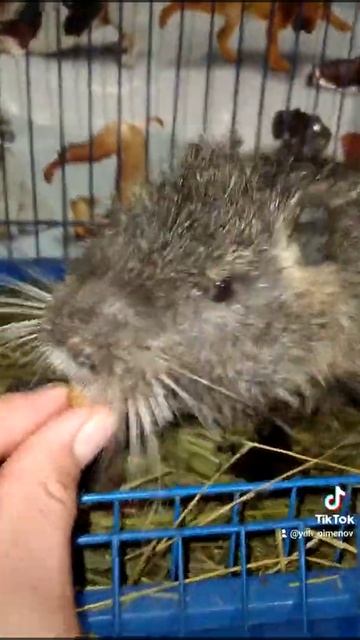 Нутрия идёт на контакт смотреть онлайн