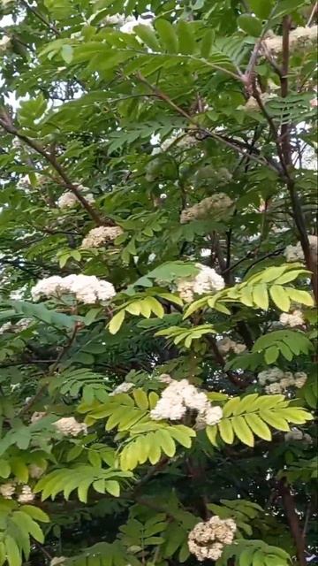 ‼️ой рябина кудрявая‼️весна‼️ смотреть онлайн