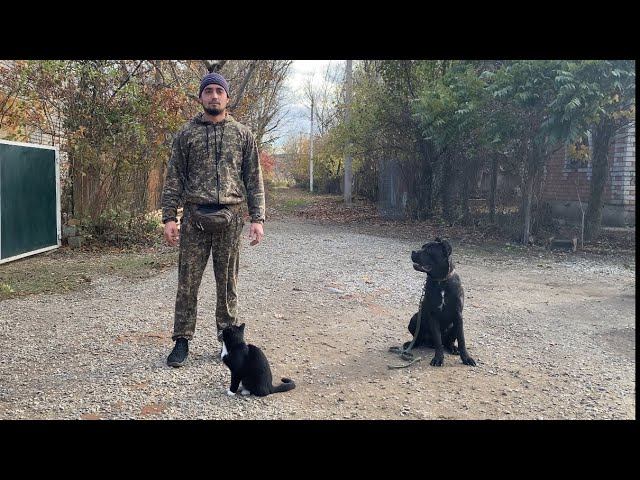 Дрессировка Кане-корсо с котом / Титан 8 месяцев смотреть онлайн
