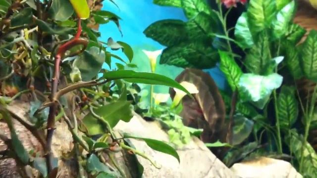 Ссс смотреть онлайн