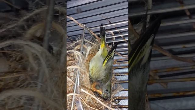 Goldfinch Cross Black Hooded Yellow Siskin Wollongong NSW смотреть онлайн