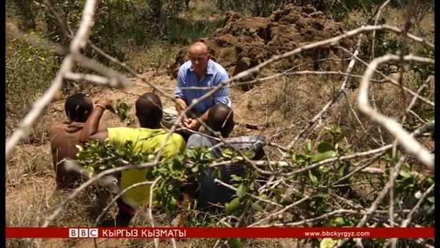 Пил сөөгүнүн мыйзамсыз соодасы - BBC Kyrgyz смотреть онлайн