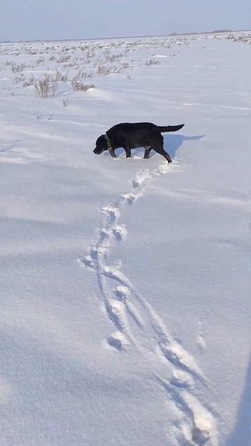 ☝▶ Охота на зайца с лабрадором Арчи 4 #labr #labrador #hunting смотреть онлайн