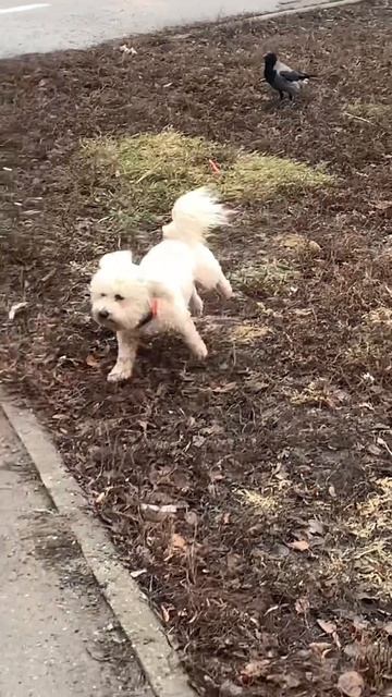 Ворона клюнула в попу смотреть онлайн