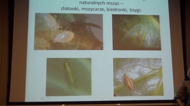 Zwalczanie mszyc w uprawie warzyw смотреть онлайн