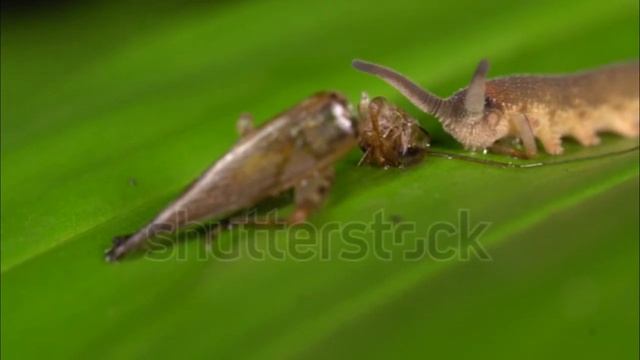 Peripatus I Onychophora I Bengali Video I Bangla Video смотреть онлайн
