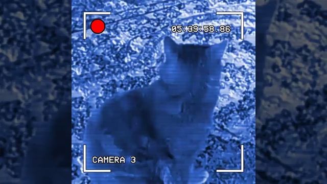 Что говорит кошка смотреть онлайн