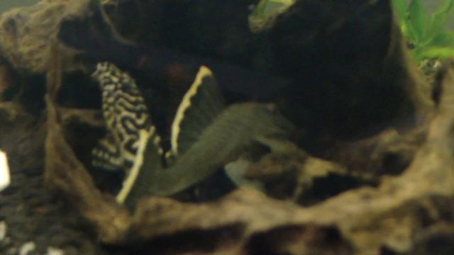 L 134 - Peckoltia compta , L 047 - Baryancistrus sp..MP4 смотреть онлайн