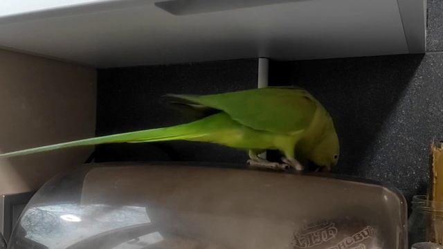 Любопытный ожереловый попугай/curious ringneck parrot смотреть онлайн
