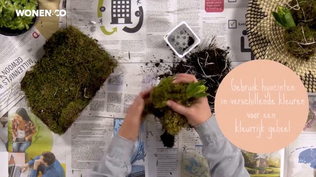DIY | Zo maak je kokodama's met hyacinten смотреть онлайн