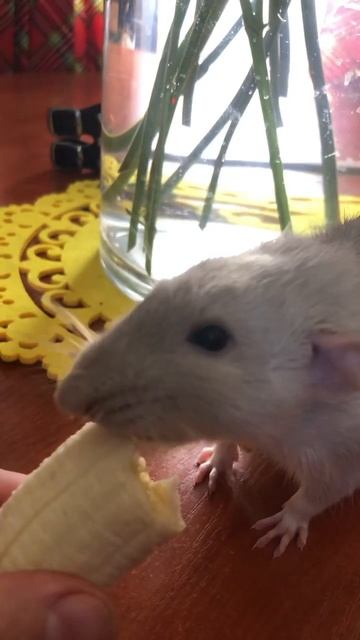 Makeba Rattus 🐭 #animalshorts #funnyanimals #rat #viral #ratscorp смотреть онлайн