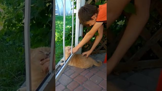 Кот пытается вылезать палец смотреть онлайн