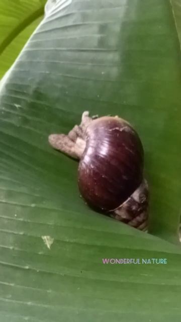 Lissachatina fulica/Giant African land snail/Giant African snail/Achatina achatina смотреть онлайн
