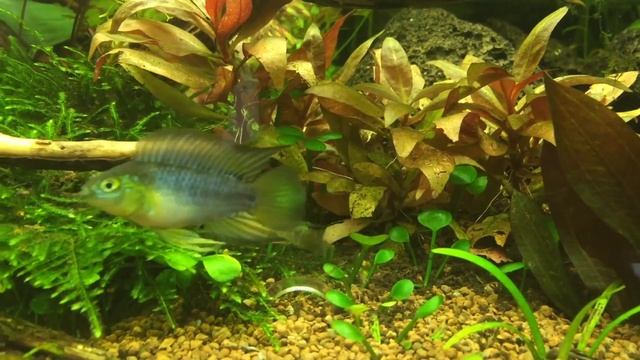 Apistogramma Borelli, part 1 смотреть онлайн