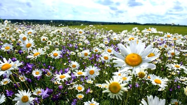 Стихи для Души Голуби смотреть онлайн