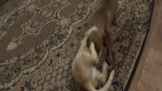 Нюша и Кузя 2 смотреть онлайн