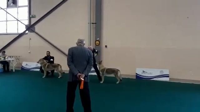 IDS CELJE,Path Wolf Lupi di Montemorello,classe Campioni:1°ECC.CAC.CACIB. BOB. смотреть онлайн