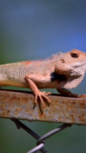 Oriental garden lizard смотреть онлайн