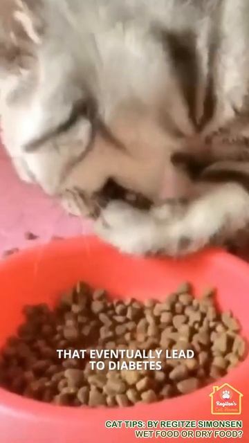 CAT TIPS - Dry Food or Wet Food смотреть онлайн