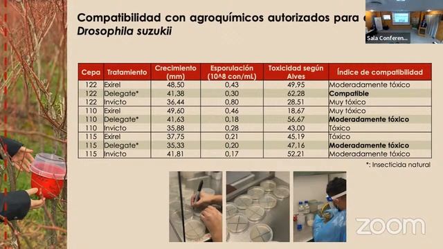 Ceremonia Proyecto “Bioinsecticida contra Drosophila suzukii en berries de la región de Los Ríos” смотреть онлайн