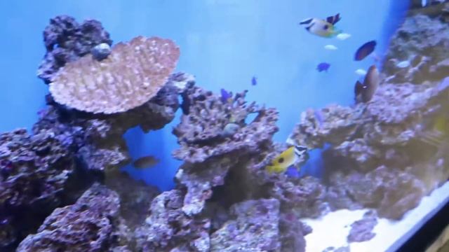 Japan Vlog Day_278! INFLUENZA??!?!?!?!?!?!?! смотреть онлайн