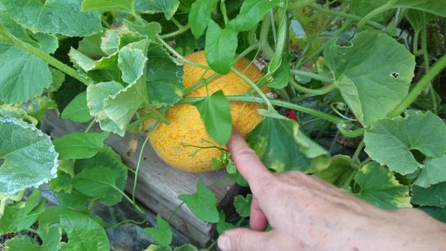 Дыни заболели? Лечить? А нужно ли? Дыни поспели!
