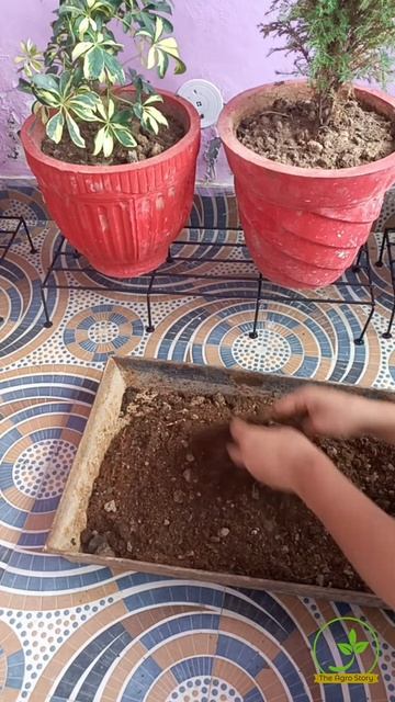 "How To Repot a Dieffenbachia plant" #shorts #dieffenbachia #plantcare #repottingplants #plantlife смотреть онлайн