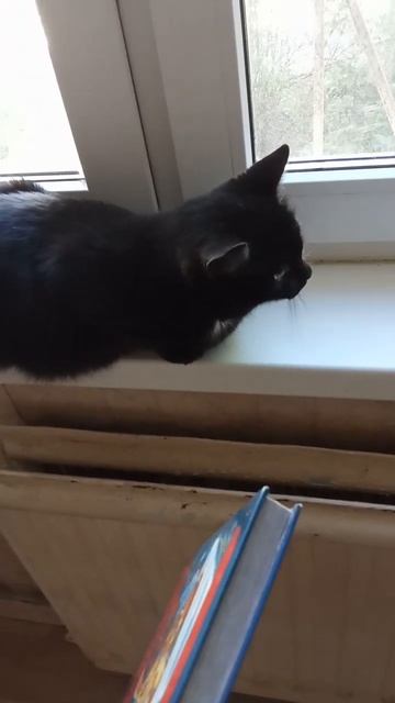 кошка съела пиццу #котики #кошки #shorts смотреть онлайн