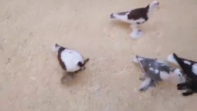 Прекрасный Павлин😀 Голуби НА ЛАБУТЕХ!😂 смотреть онлайн