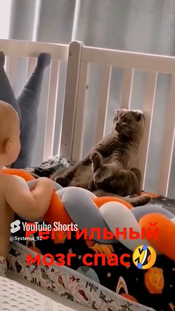 Система боевого выживания Кадочникова.Основной инстинкт кота при виде "опасности".Бей, беги, замри! смотреть онлайн