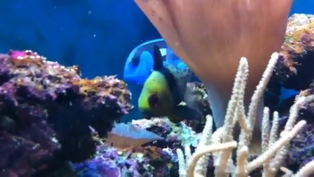 Very old pajama cardinal fish very happy in his tank from m смотреть онлайн