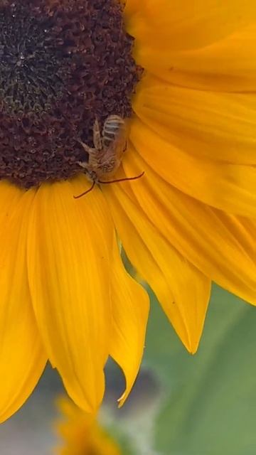 Native longhorn bees смотреть онлайн