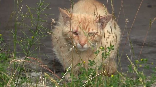ВЫШЛИ КОТЫ ПОГУЛЯТЬ (Car) смотреть онлайн