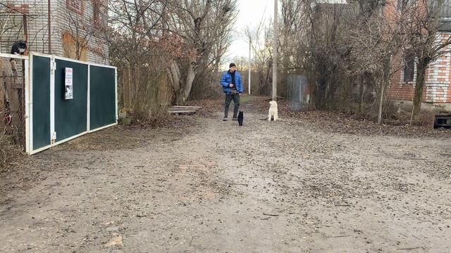 Дрессировка Мареммо-Абруццкой овчарки с котами! 3 месяца Альма смотреть онлайн